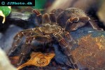 theraphosa blondi goliath tarantula theraphosa blondi goliath tarantula