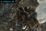 theraphosa blondi goliath tarantula theraphosa blondi goliath tarantula