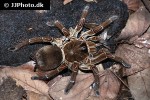 theraphosa stirmi burgundy goliath bird eater tarantula theraphosa stirmi burgundy goliath bird eater tarantula
