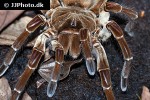 theraphosa stirmi burgundy goliath bird eater tarantula theraphosa stirmi burgundy goliath bird eater tarantula