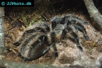 tliltocatl albopilosus curlyhair tarantula tliltocatl albopilosus curlyhair tarantula
