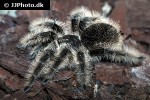 tliltocatl albopilosus curlyhair tarantula tliltocatl albopilosus curlyhair tarantula