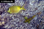 siganus corallinus siganus corallinus