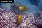 siganus corallinus siganus corallinus