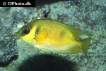 siganus corallinus siganus corallinus
