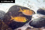 siganus corallinus siganus corallinus