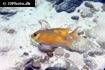 siganus corallinus siganus corallinus