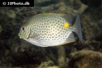 siganus guttatus siganus guttatus