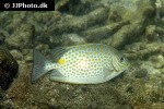 siganus guttatus siganus guttatus