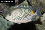 siganus guttatus siganus guttatus