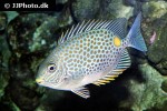 siganus guttatus siganus guttatus