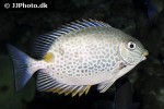 siganus guttatus siganus guttatus