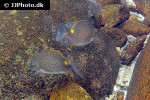 siganus guttatus siganus guttatus