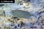 siganus guttatus siganus guttatus