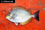 siganus javus siganus javus
