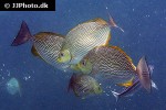 siganus javus siganus javus