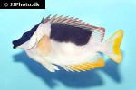 siganus magnificus siganus magnificus
