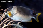 siganus magnificus siganus magnificus