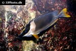 siganus magnificus siganus magnificus