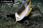 siganus magnificus siganus magnificus