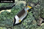 siganus magnificus siganus magnificus
