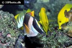 siganus magnificus siganus magnificus
