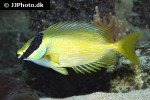 siganus puellus siganus puellus