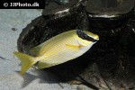 siganus puellus siganus puellus