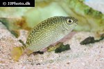 siganus spinus siganus spinus
