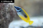 siganus unimaculatus siganus unimaculatus