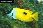siganus unimaculatus siganus unimaculatus