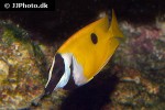 siganus unimaculatus siganus unimaculatus