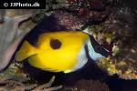 siganus unimaculatus siganus unimaculatus