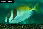 siganus virgatus siganus virgatus