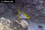 siganus virgatus siganus virgatus