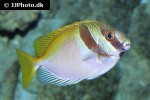 siganus virgatus siganus virgatus