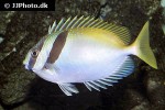 siganus virgatus siganus virgatus
