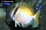 siganus virgatus siganus virgatus