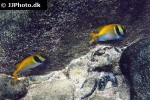 siganus virgatus siganus virgatus