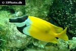 siganus vulpinus siganus vulpinus