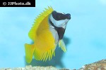 siganus vulpinus siganus vulpinus