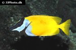 siganus vulpinus siganus vulpinus