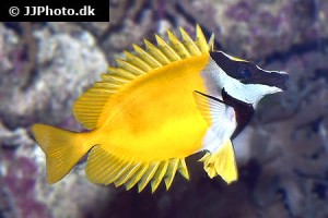 Spinefoot / Rabbitfish