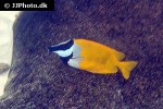siganus vulpinus siganus vulpinus