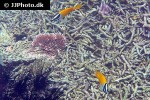 siganus vulpinus siganus vulpinus