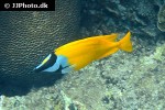 siganus vulpinus siganus vulpinus