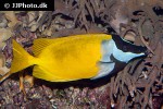 siganus vulpinus siganus vulpinus