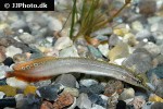 macrognathus aculeatus macrognathus aculeatus