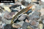 macrognathus aculeatus macrognathus aculeatus