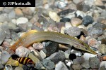 macrognathus aculeatus macrognathus aculeatus